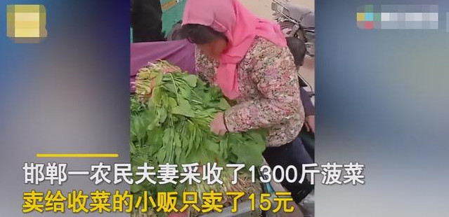 农民1300斤菠菜卖了15元