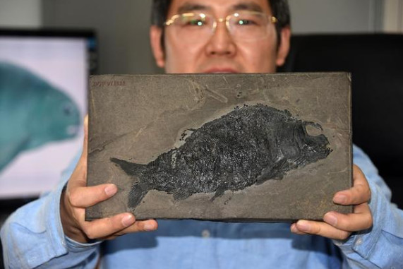 贵州发现2.44亿年前盘州暴鱼
