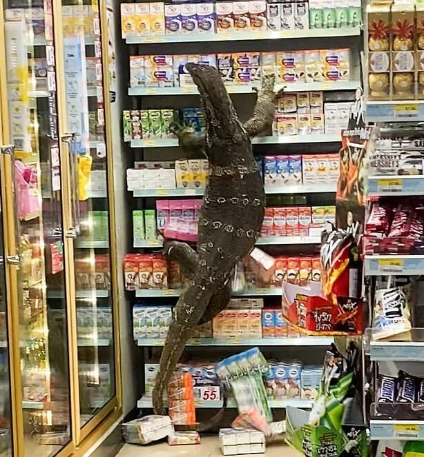 泰国一超市惊现巨型蜥蜴