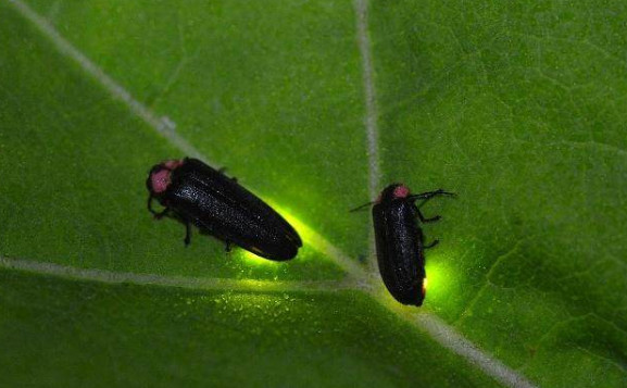云南发现3个萤火虫新种