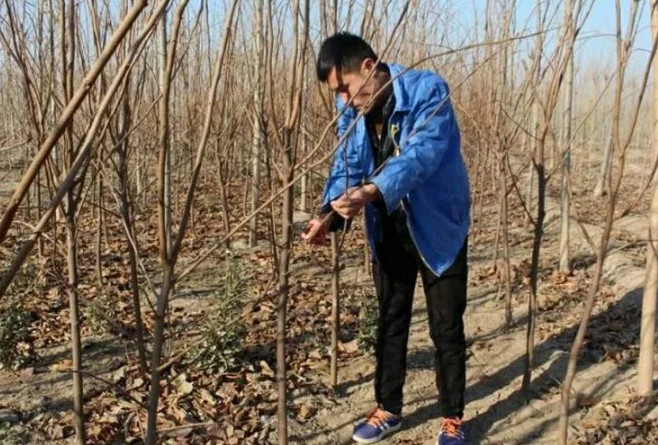 农民砍伐700棵自种杨树获刑2年