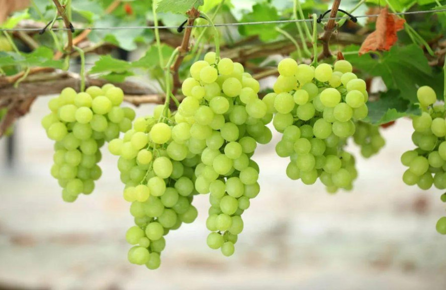法国葡萄酒行业预计损失50%产量