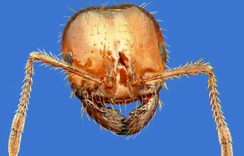红火蚁位列全球百种最危险入侵物种