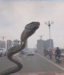 杭州一驾驶员带蛇进收费站